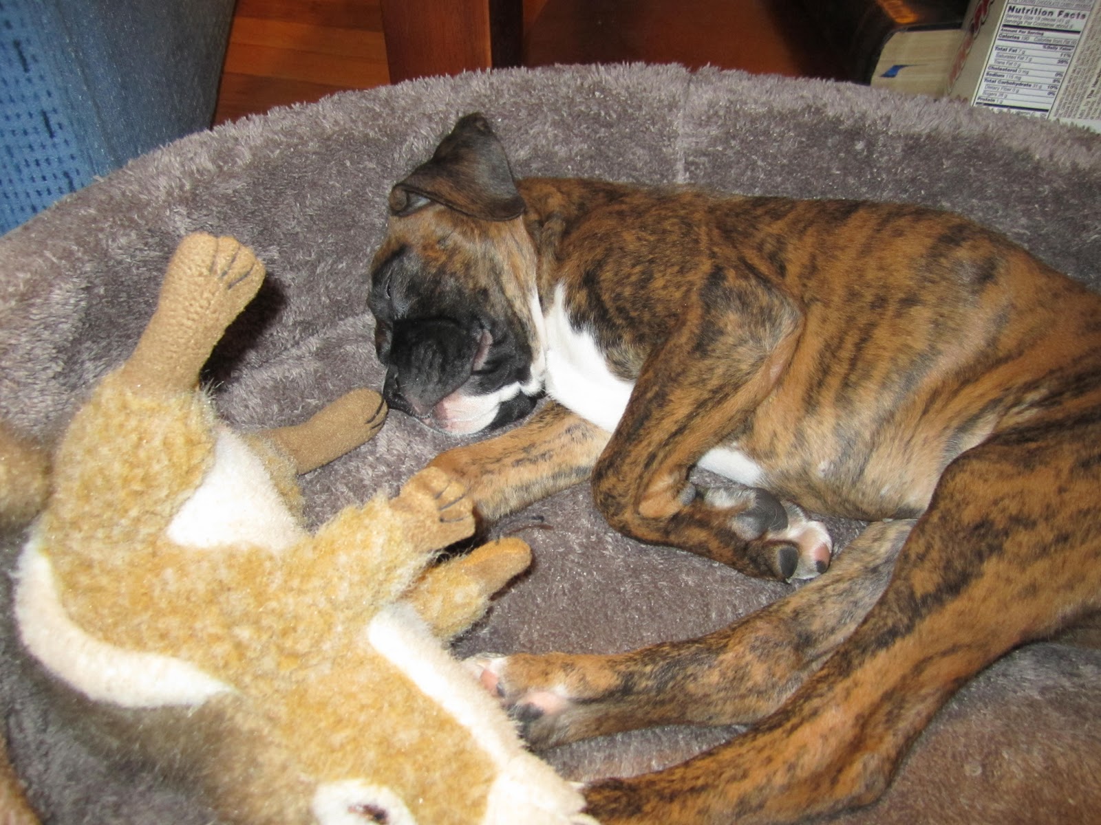 Tiger Stripe Boxer Puppies Images & Pictures Becuo