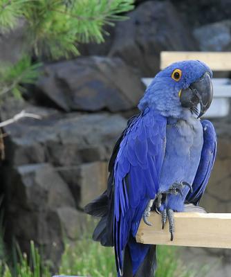 [Hyacinth+Macaw+adoption.jpg]