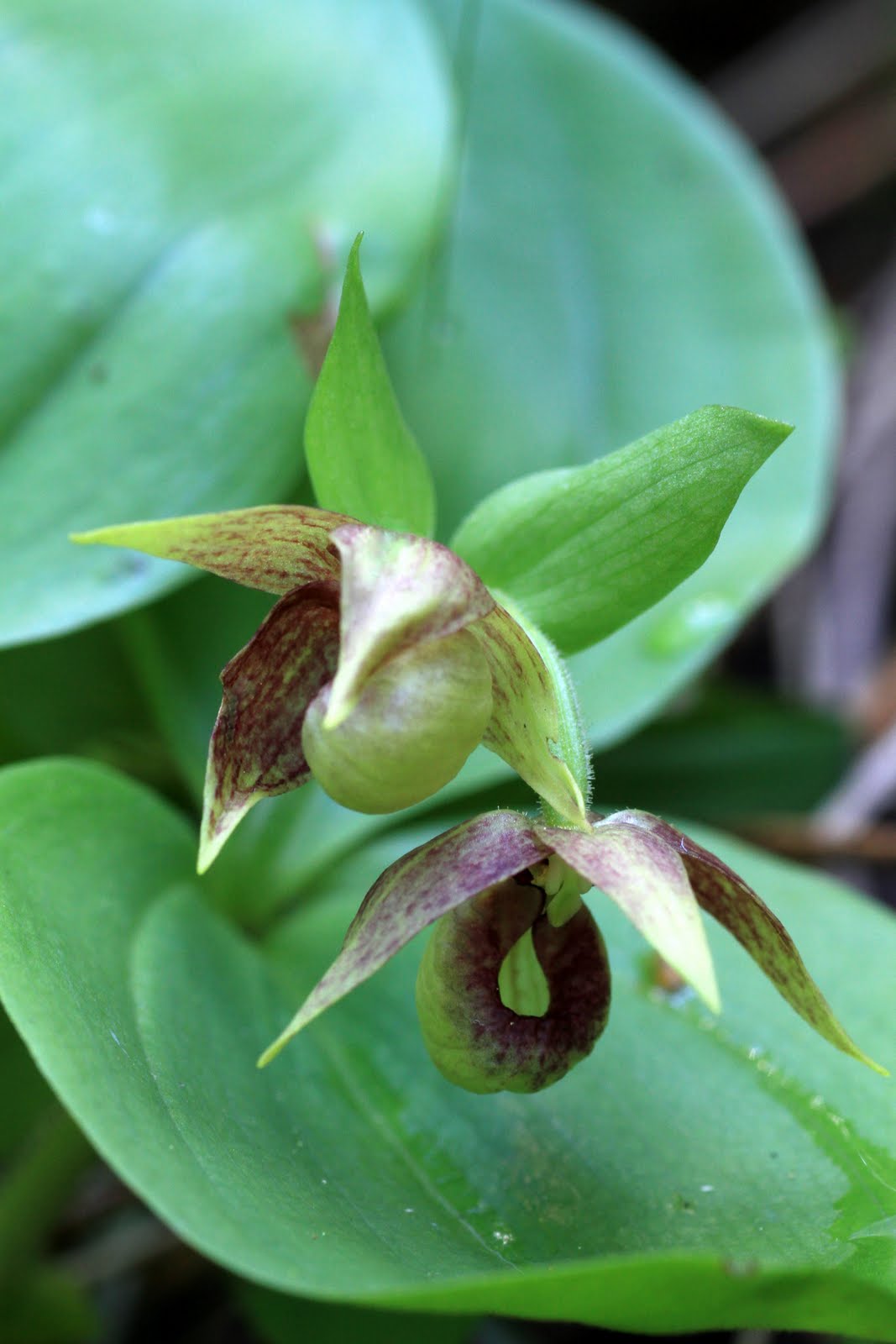Serendipity and Orchids Washington Native Orchid Society Fieldtrip