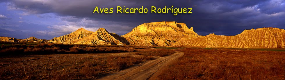 Aves Ricardo Rodriguez