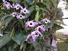 Una Orquidea