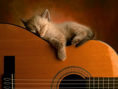 PROBEMOS TODAS Gato+guitarra