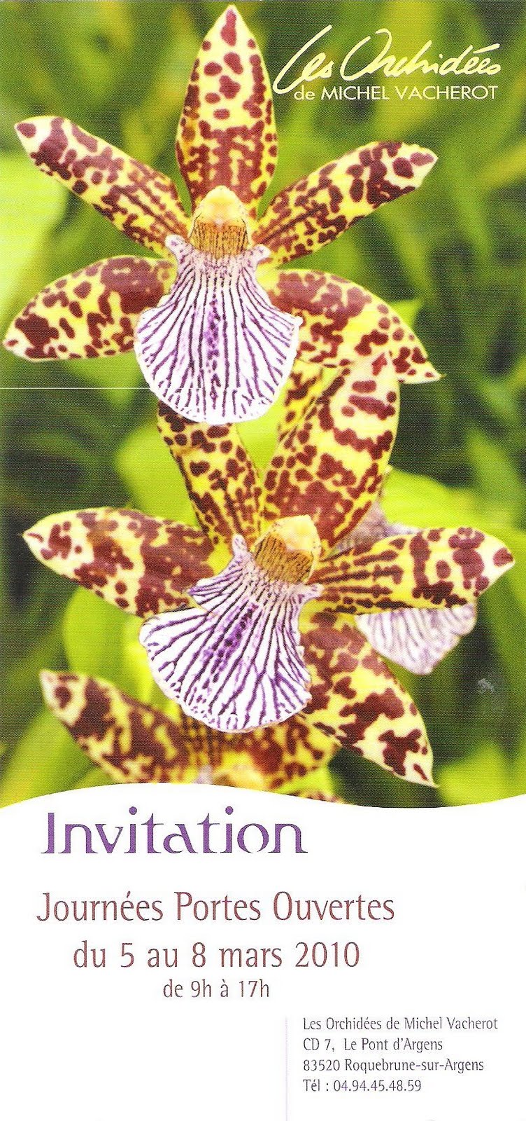 [orchidee.jpg]