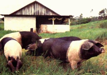 porco+comun (image)