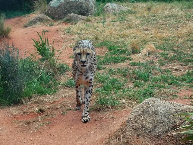 [Cheetah.JPG]