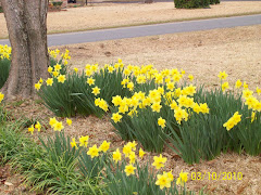 Daffodils in my yard