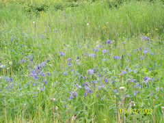 Wild flowers at the campground