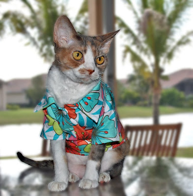 Image result for cats in hawaiin shirts