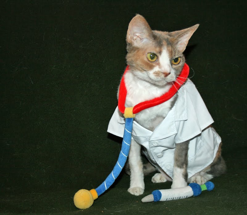 Daisy the Curly Cat Fashion Friday A Professional Uniform