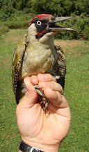 Green Woodpecker