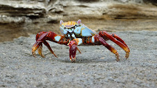 Galapagos Crab