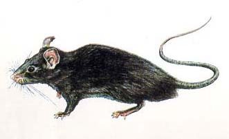 [rato.bmp]