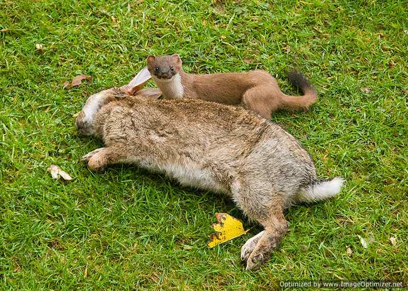 Животное Называют Двойным Вибратором