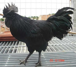 ayam hitam mulus