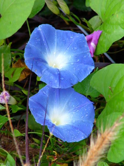 blue flowers clip art. lue flowers clip art.