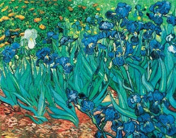 Iris-Vincent V Gogh