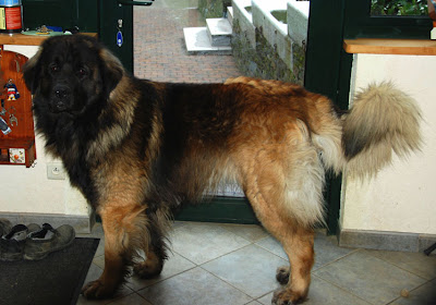 Leonberg Clothaire Messidor des Neiges de Chantelouve