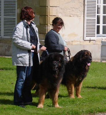 Robin à droite, Raoul à gauche. Deux champions, deux vétérans, deux types totalement différents de Leonberg