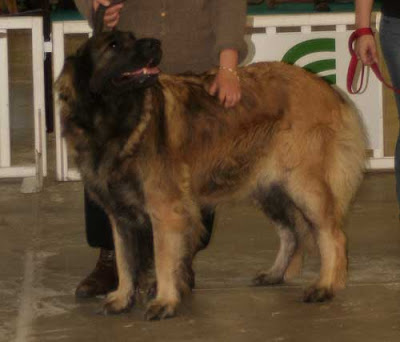 Notre Leonberg Adèle H, CACIB-CACS à l'exposition de Nantes 2009