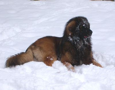 Leonberg, Corentin-Messidor des Neiges de Chantelouve