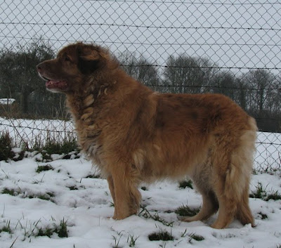 Odile, Leonberg des Neiges de Chantelouve