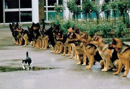 cat_police_dogs.jpg