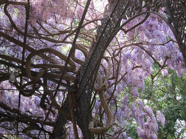 glicinias jardin concepcion malaga