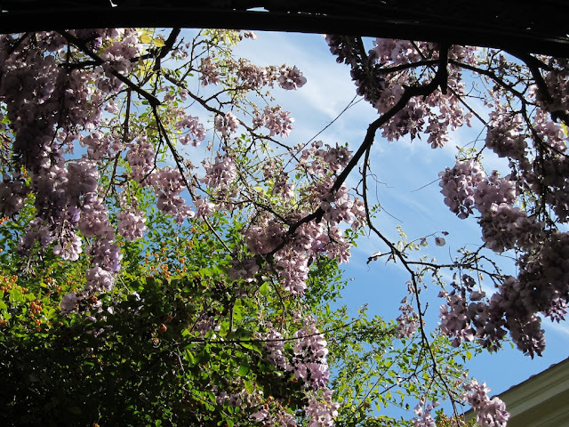 glicinias jardin concepcion malaga