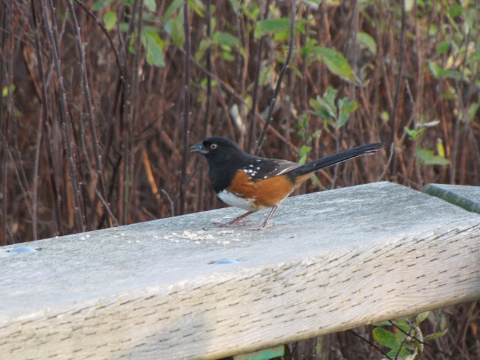Spotted Towhee