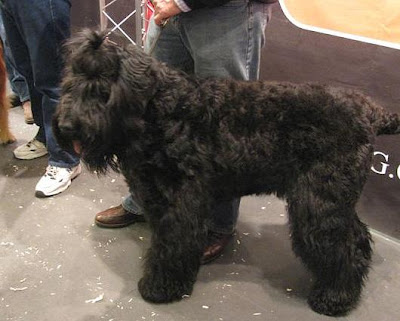 big schnauzer
