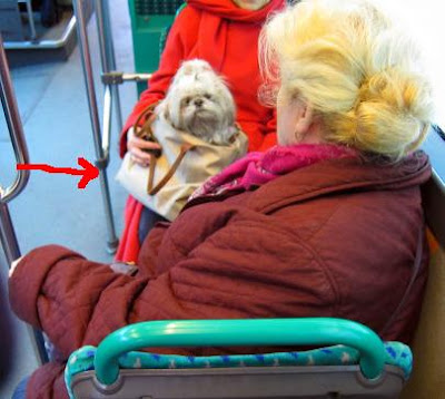 dog on bus