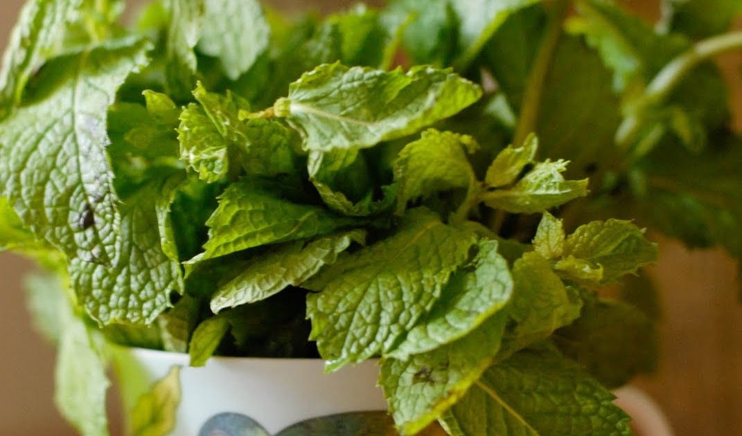 Mint Tea & The Making of Kombucha knitknitknits