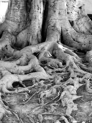 black and white tree photos. lack and white oak tree
