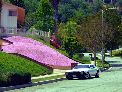 Flowers and a Fast Car