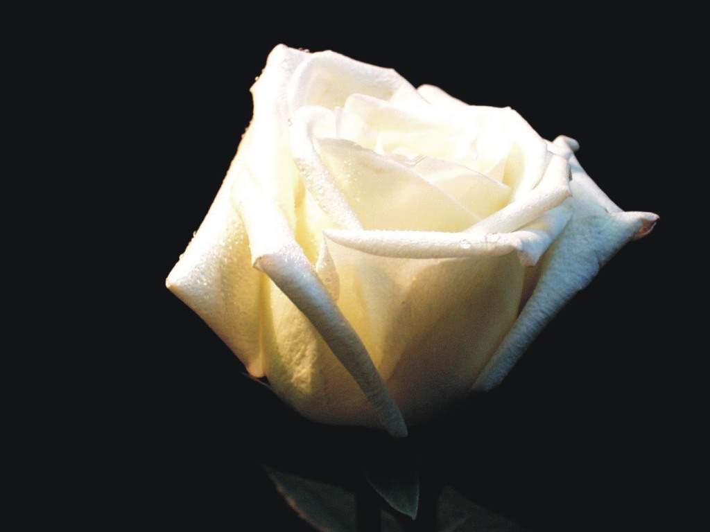 [white+rose.jpeg]