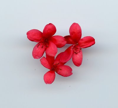 Small Flower Red Flower [1984]