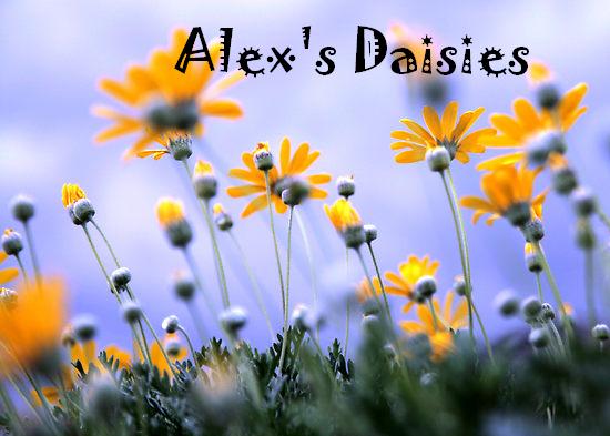 Alex's Daisies