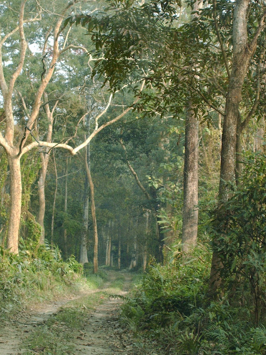 Forest Road inside Orang