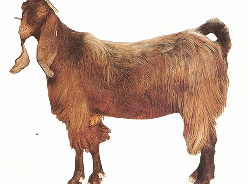 Cyprus Shami (Damascus) Goats Brochures On Cyprus Shami Goats