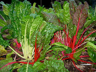 swiss chard