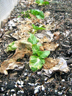 bok choy