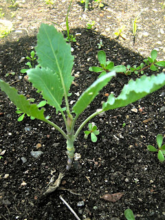 growing kohlrabi