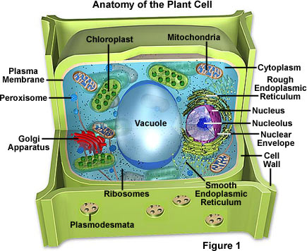 Plant cells is some what like the animal cell, Plant cells is some what like the animal cell,