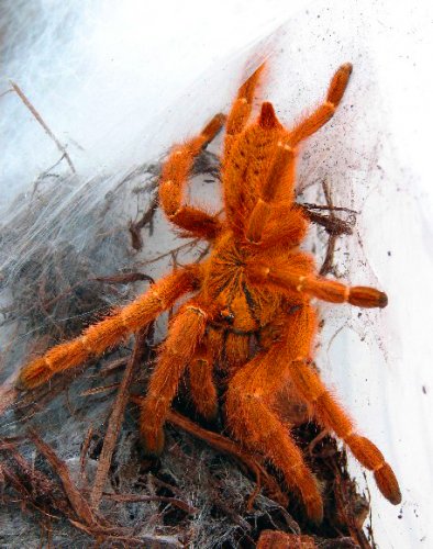Orange Tarantula