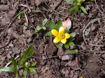 Sagebrush Buttercup