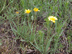 Mountain Dandelion