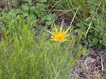Yellow Salsify- Oyster Plant