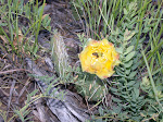 Prickly Pear Cactus