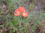 Scarlet Globemallow