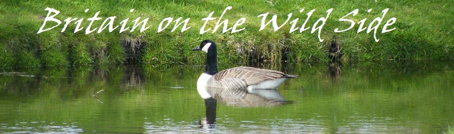 britainonthewildside.blogspot.com